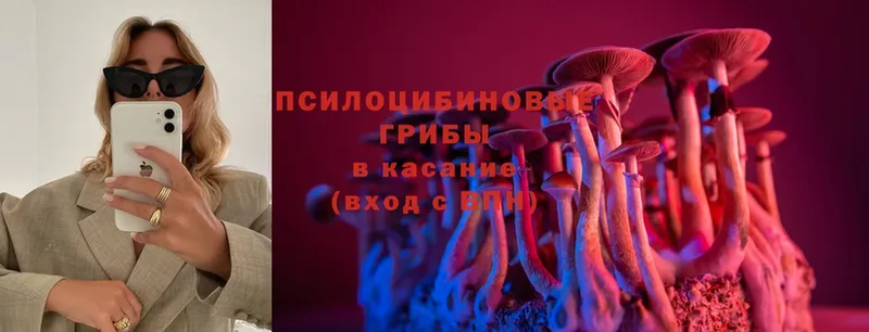 Псилоцибиновые грибы Psilocybe  блэк спрут как зайти  Цоци-Юрт  хочу наркоту 